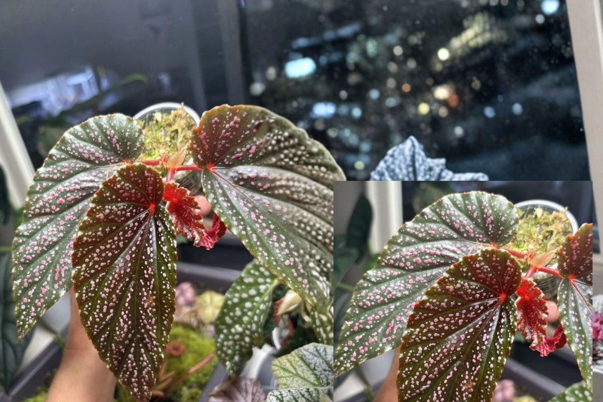 Pink Spot Begonia 1 Live Indoor Houseplant – Angel Wing Begonia