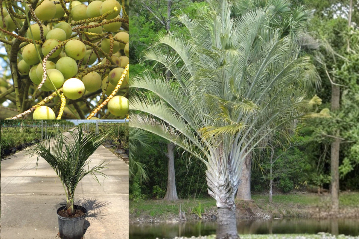 Triangle Palm Live Plant 1 – 3 Gallon Pot – Dypsis decaryi