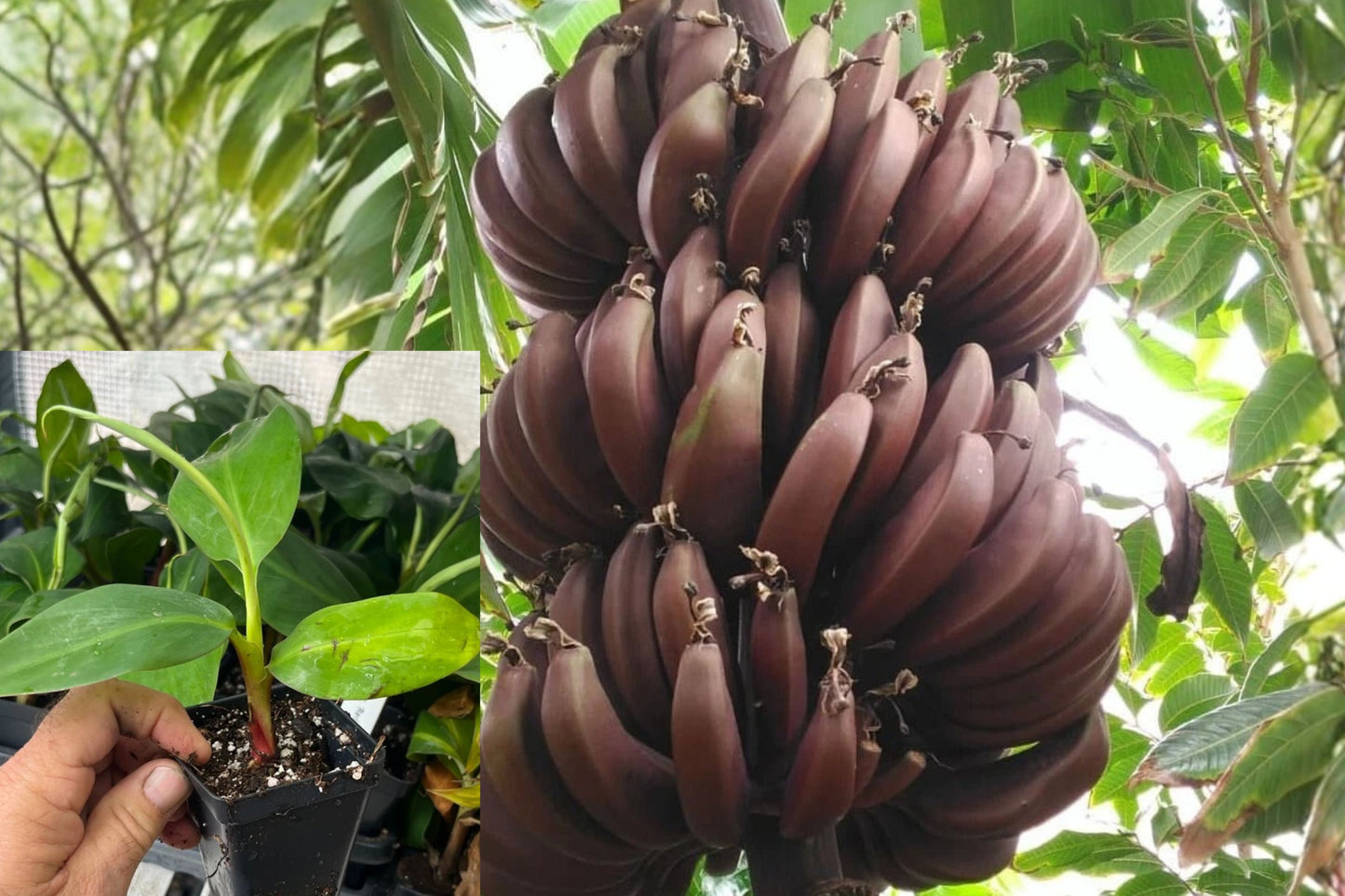 Cuban Red Banana 1 Live Plant – Red Dacca – Musa