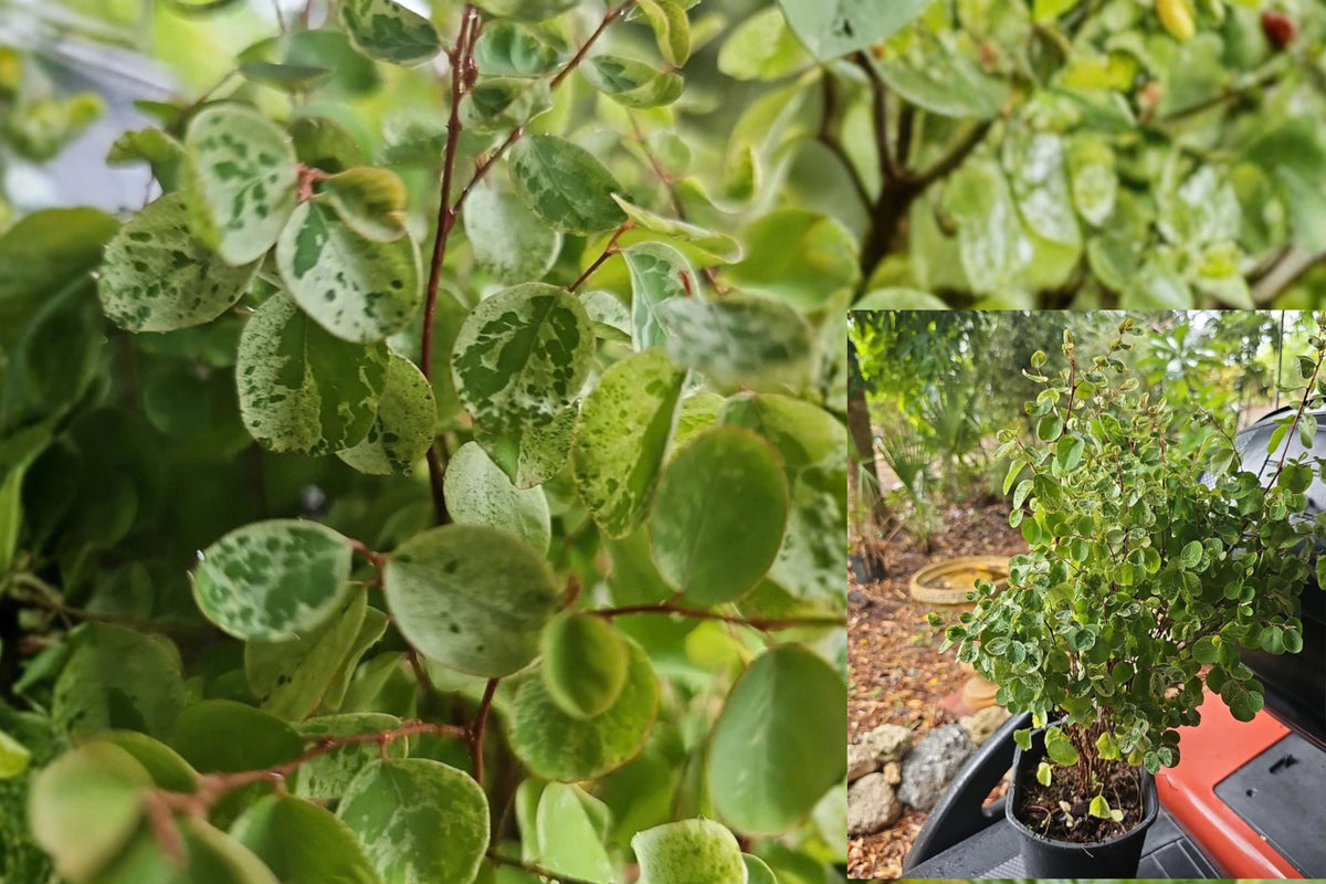 Snowbush 1 Live Plant – 19–21 Inches Tall – Breynia Variegated Shrub