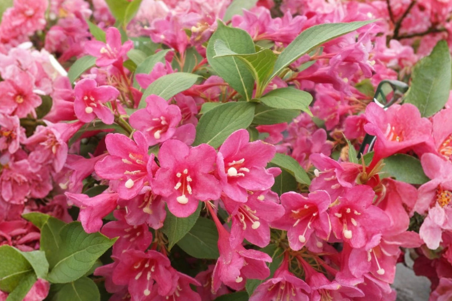 Pink Weigela Live Plant – 6–12" Tall – 4" Pot – Weigela