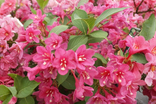 Pink Weigela Live Plant – 6–12" Tall – 4" Pot – Weigela