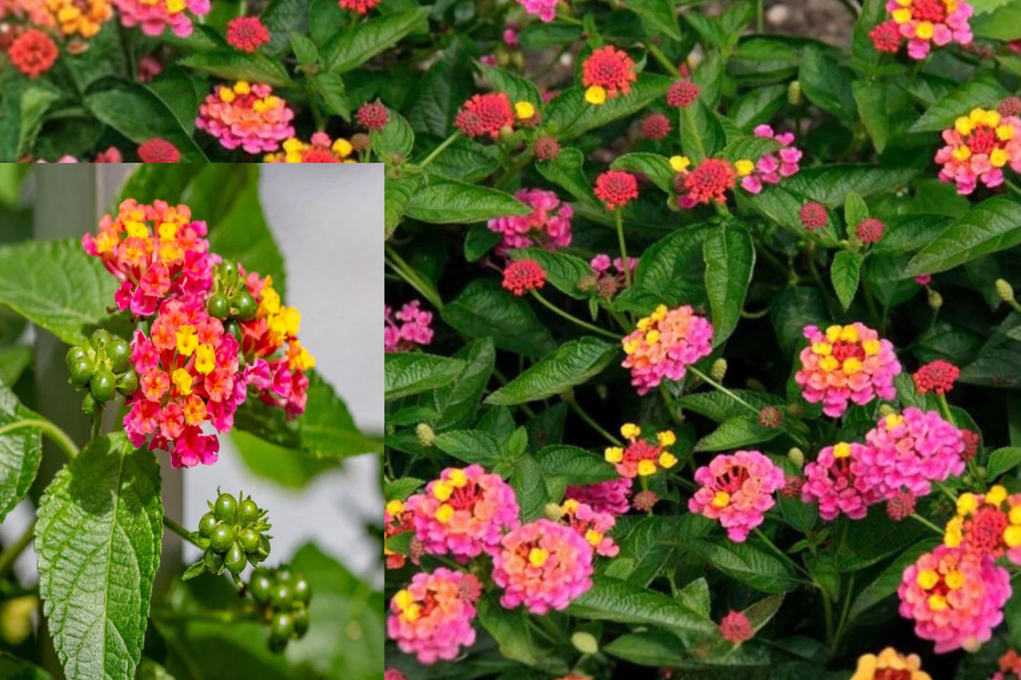 Irene Lantana 2 Live Plants – 4–6 Inch Starter Plants – Lantana camara