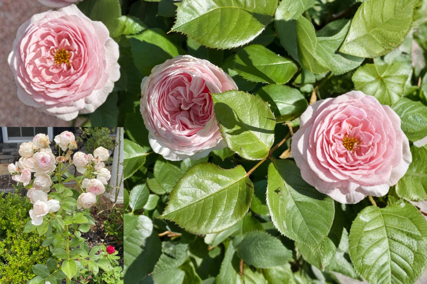 Earth Angel Rose 5 Cuttings – Live Flower Plant – Rosa