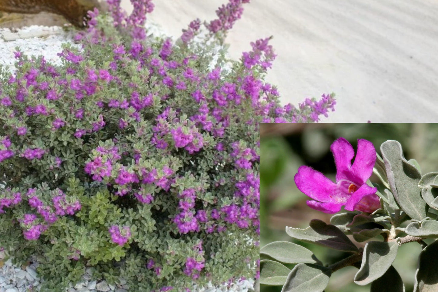 4 Dwarf Texas Sage Live Plants – 4–8 Inch Starters – Leucophyllum frutescens ‘Compacta’