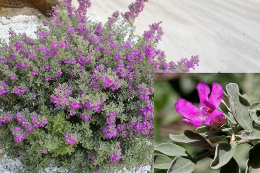 4 Dwarf Texas Sage Live Plants – 4–8 Inch Starters – Leucophyllum frutescens ‘Compacta’