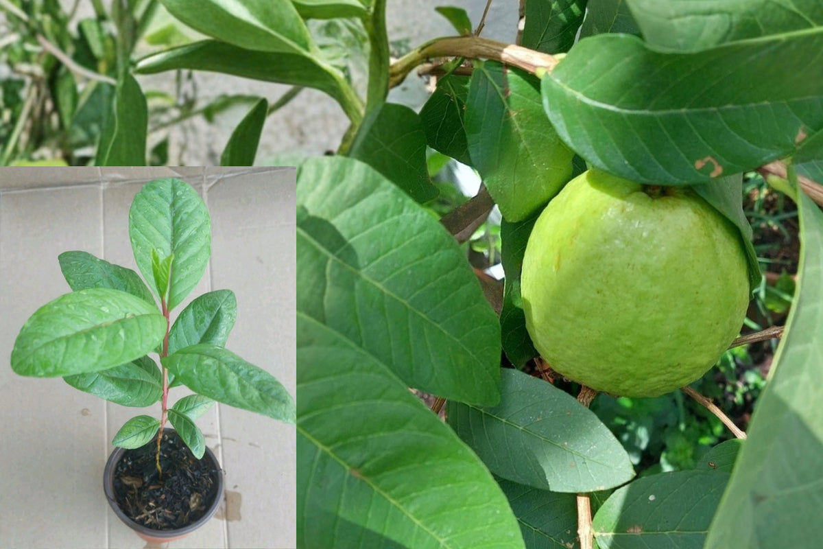 White Guava Tree Live Seedling – 1 Plant in Pot – 16 Inch – Guava