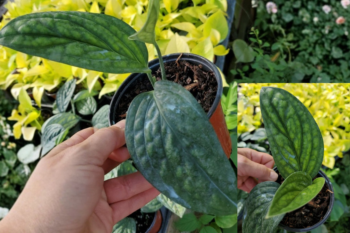 Monstera Peru Green Galaxy Live Plant – 1 Plant – 4-Inch Pot