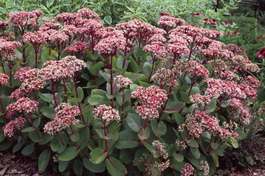 Sedum ‘Matrona’ 5 Unrooted Cuttings – Hylotelephium ‘Matrona’