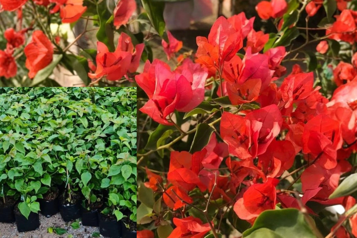 Red Bougainvillea 2 Live Plants – 4–8" Tall – Flowering Vine