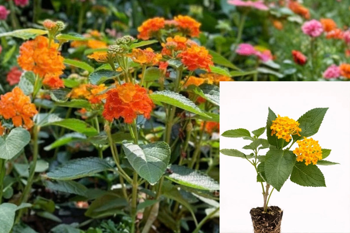 Lantana ‘Bright Orange’ Live Plant – Lantana camara – Orange Flowers