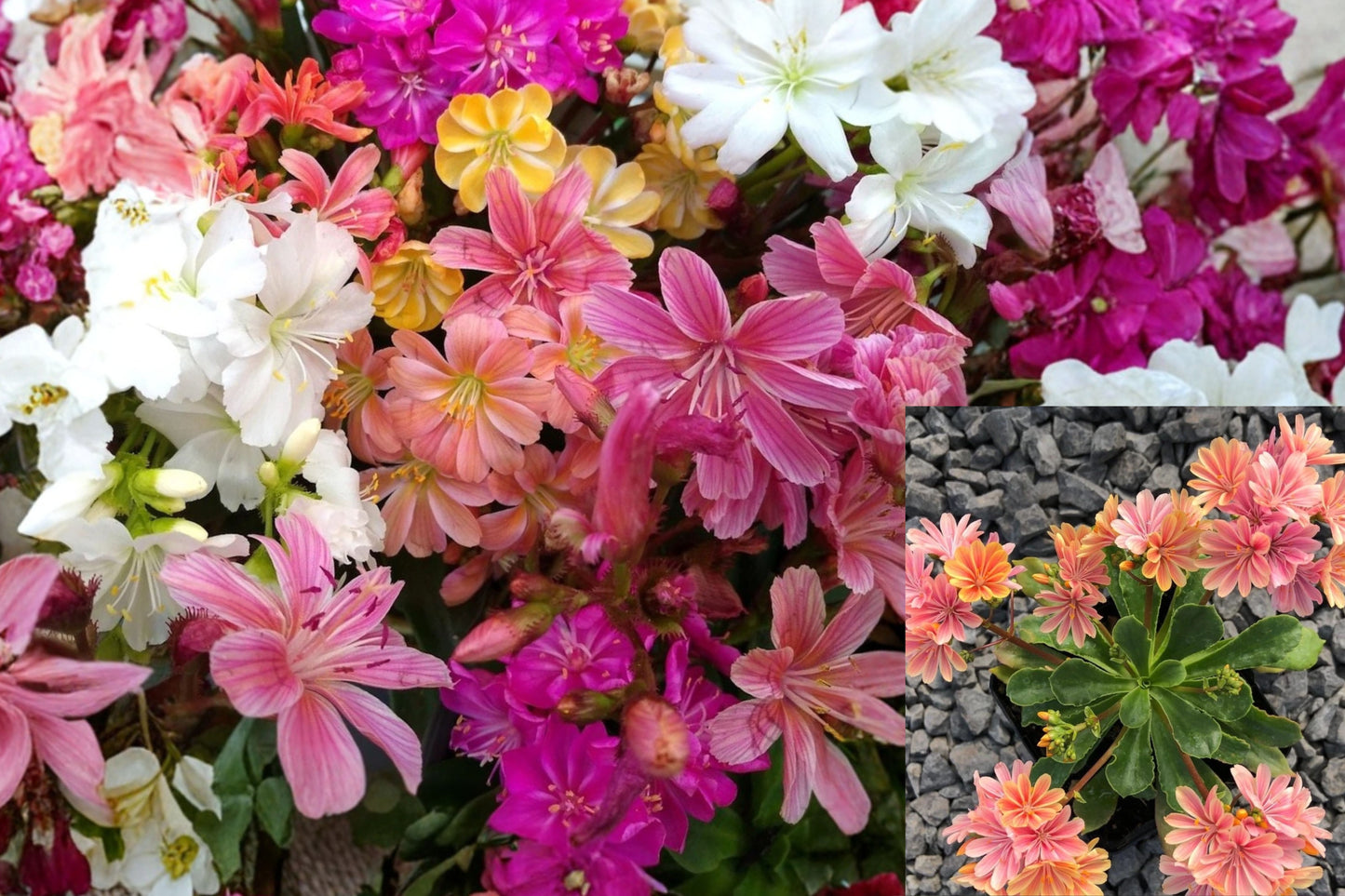 Lewisia Rainbow Mix Live Plant – 1 Rooted Starter – Hardy Succulent