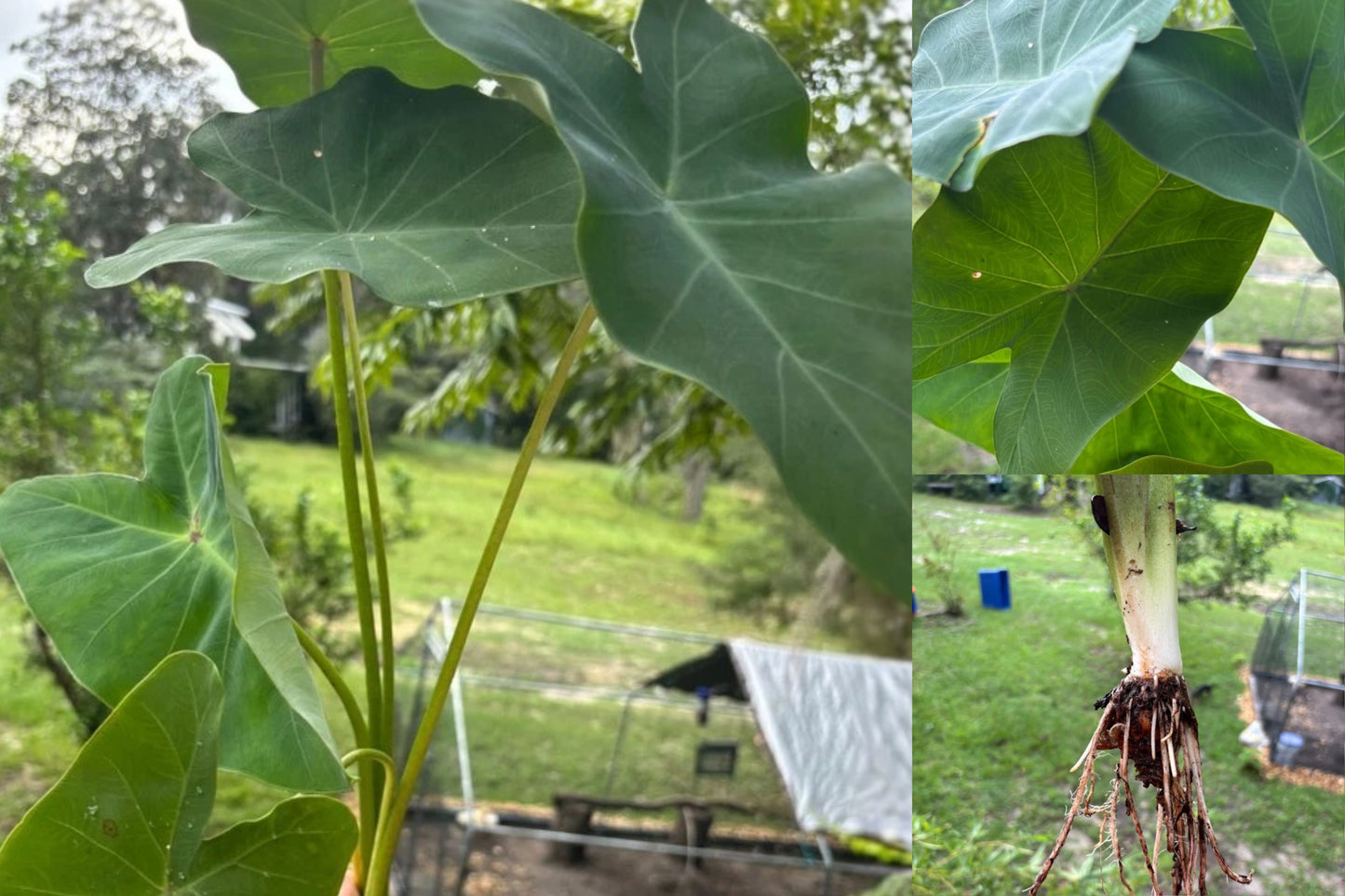 Taro Elephant Ear Live Rooted Plants – 3 Bare Root Bulbs – Colocasia