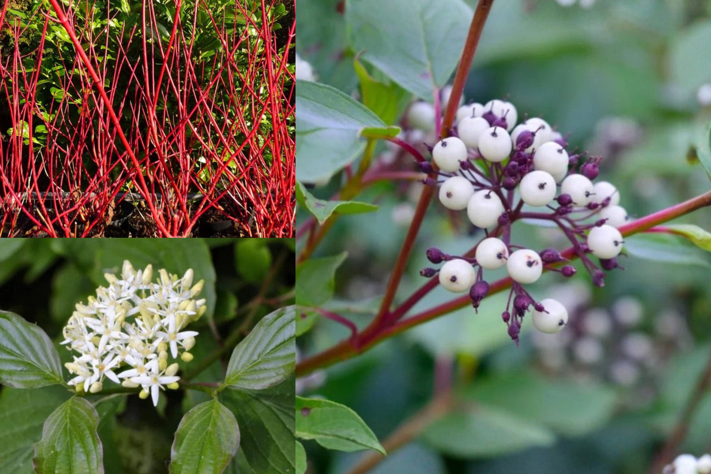 Red Twig Dogwood 2 Live Plants – 6–12" Tall – 4" Pot – Cornus