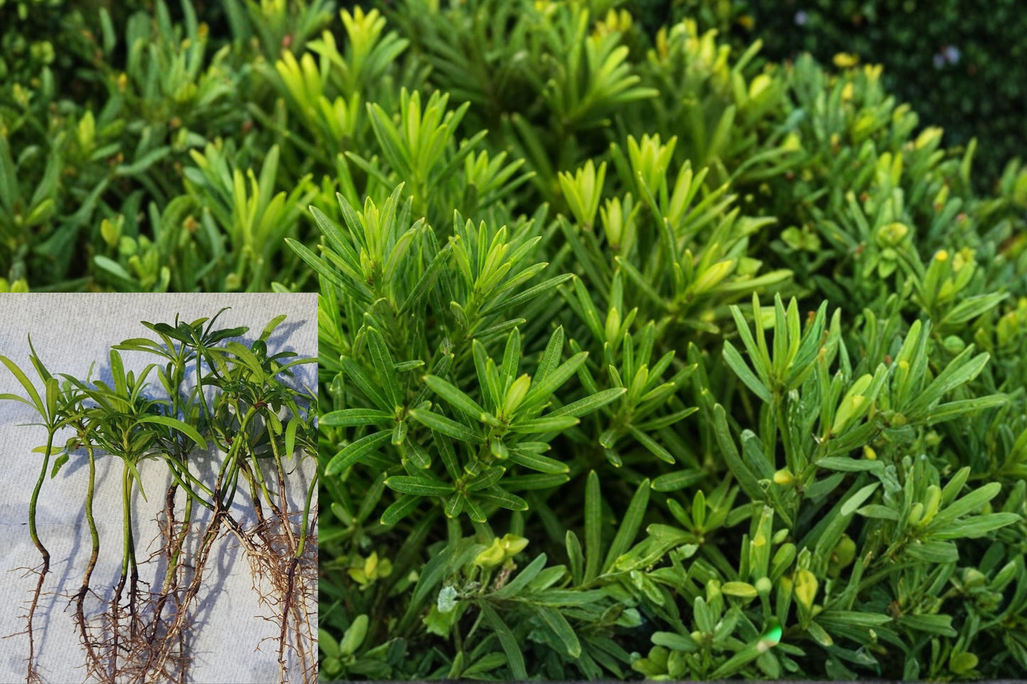 20 Podocarpus Macrophyllus Japanese Yew Live Plants – Bare Root Evergreen Hedge