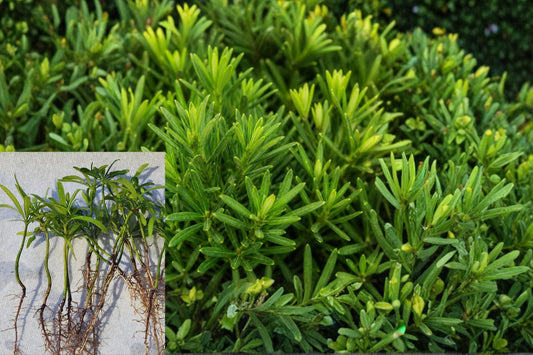 20 Podocarpus Macrophyllus Japanese Yew Live Plants – Bare Root Evergreen Hedge