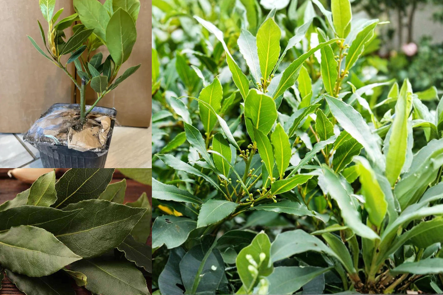 Bay Leaf Live Plant – 8–10 Inch Culinary Herb in 3-Inch Pot – Laurus nobilis