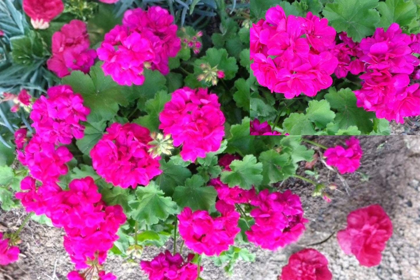 Magenta Geranium 3 Cuttings – 6 Inch Fresh Live Plant Cuttings