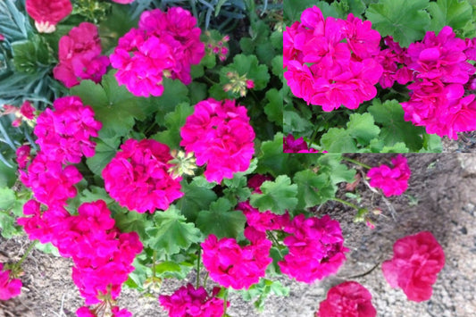 Magenta Geranium 3 Cuttings – 6 Inch Fresh Live Plant Cuttings