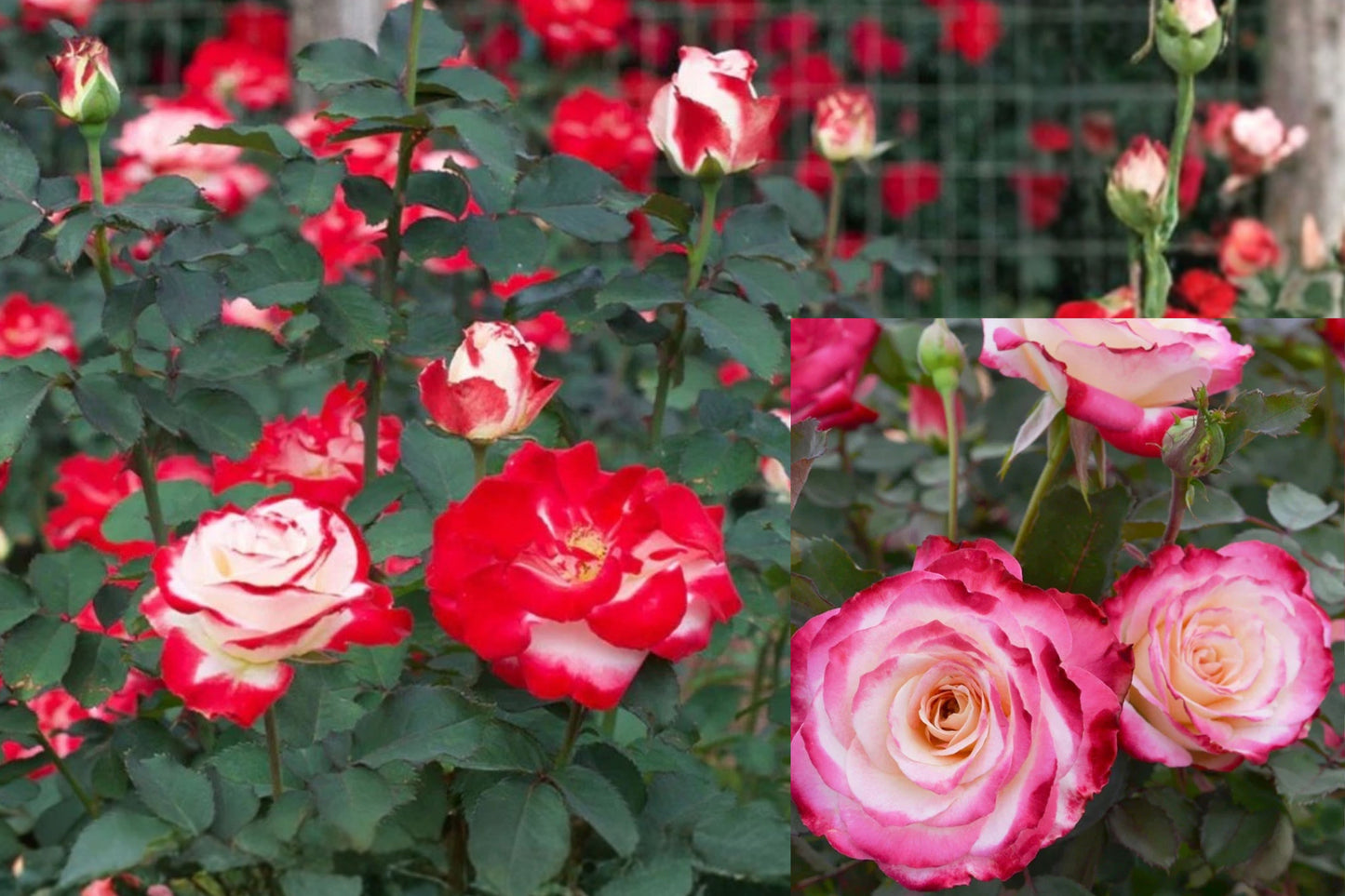 White Lies Floribunda Rose Live Starter Plant – Rosa ‘White Lies’