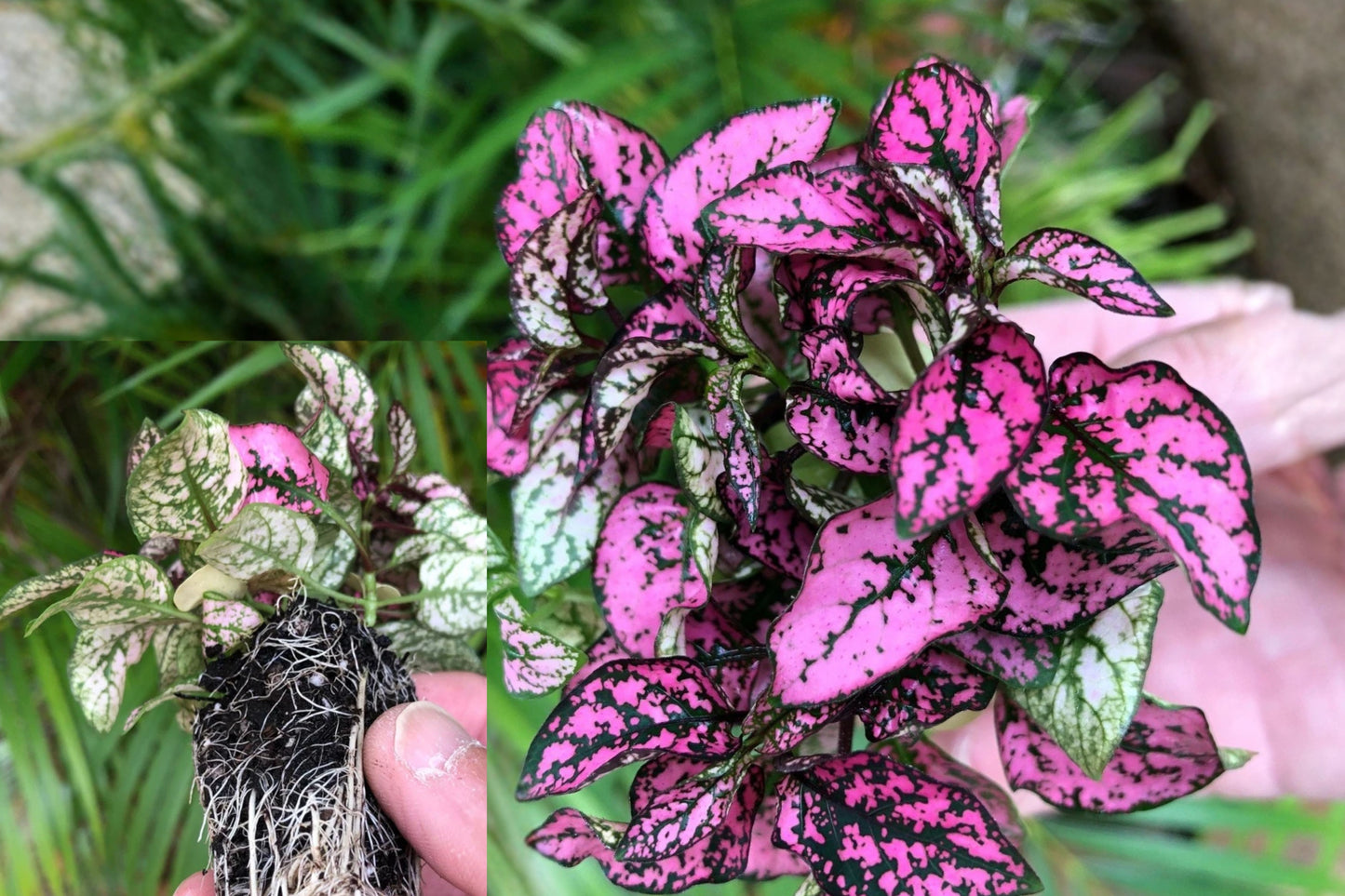 Rose Polka Dot Plant 3 Pack – Hypoestes Live Starter Plants