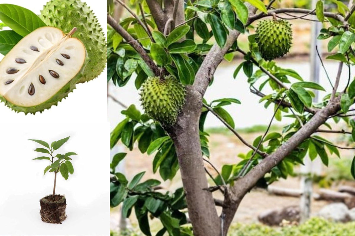 Soursop Guanabana Live Tree Seedling, 7–12 Inch Tropical Fruit Plant, Half Gallon Pot, Live Annona Starter Tree