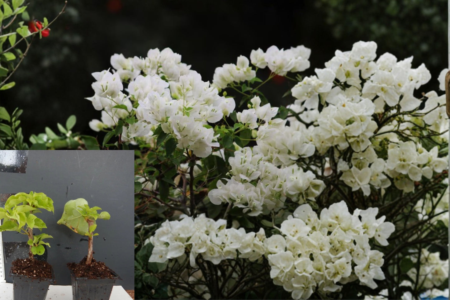 Key West White Bougainvillea Live Starter Plant – Bougainvillea