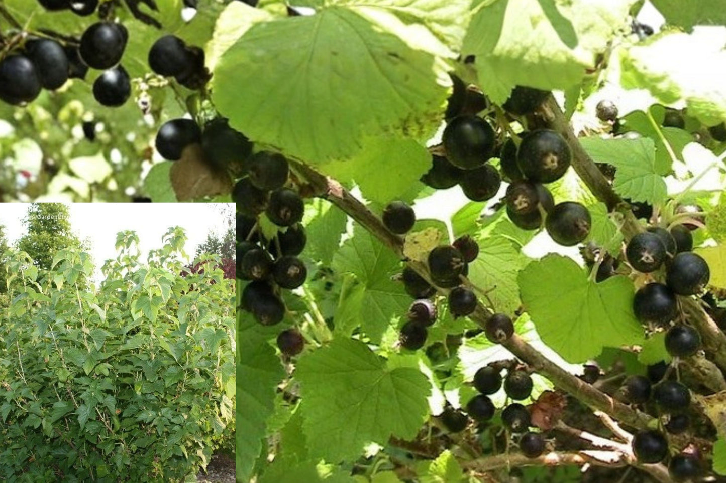 Consort Black Currant Live Rooted Starter Plant – Ribes nigrum – Zones 4–8