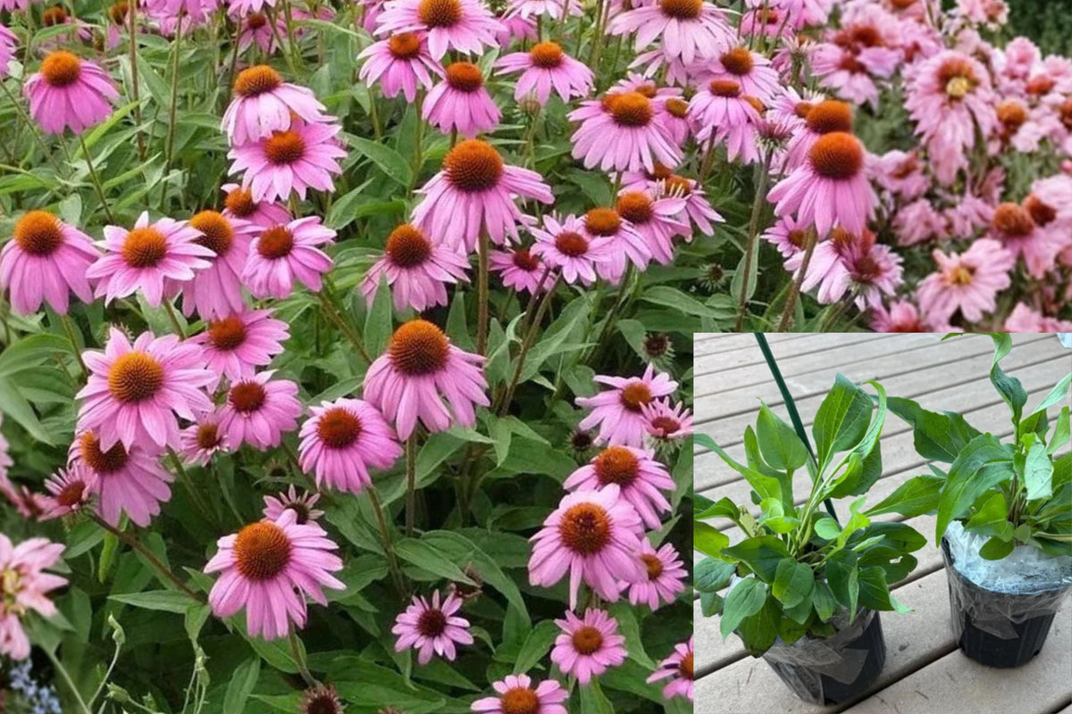 Purple Coneflower 1 Gallon Live Plant – Echinacea purpurea