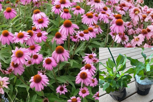 Purple Coneflower 1 Gallon Live Plant – Echinacea purpurea