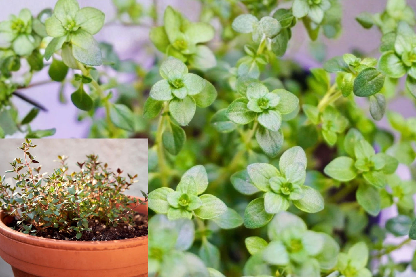 English Thyme 3 Live Plants – 2–6 Inch Rooted Herbs – Thymus vulgaris
