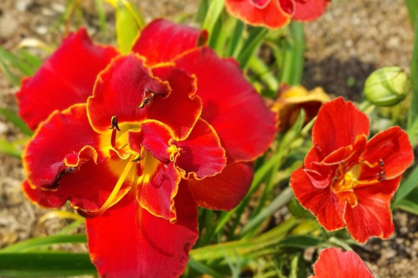 Highland Lord Daylily Live Plant – Double Red Rebloomer – Hemerocallis