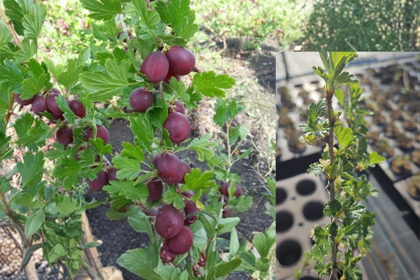 Hinnomaki Red Gooseberry Live Plant – 1 Rooted Starter – Ribes uva-crispa