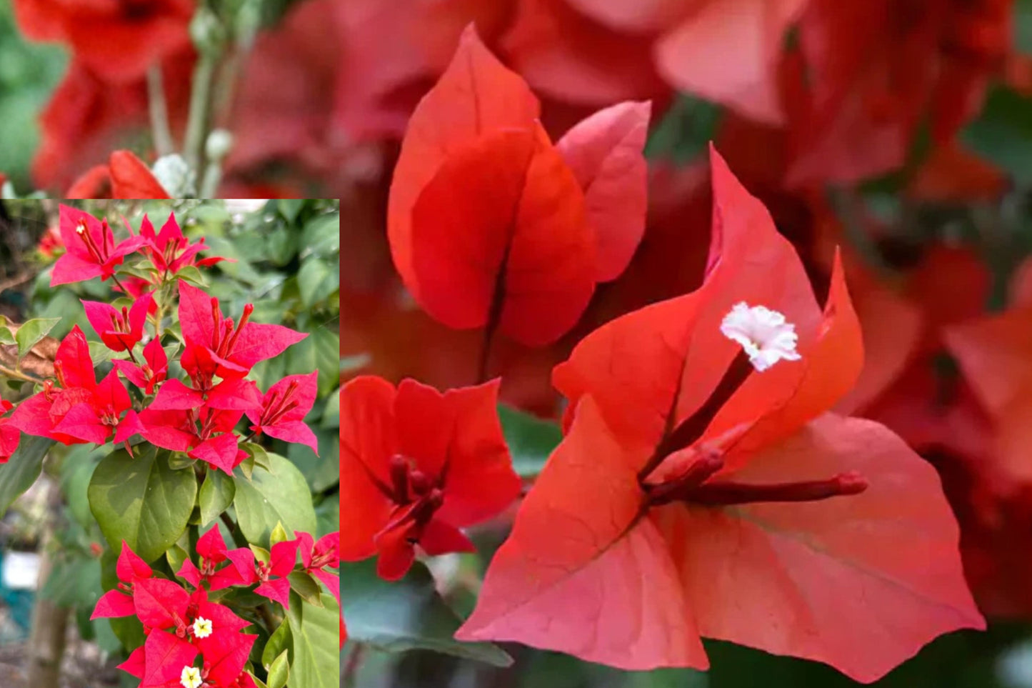 Red Bougainvillea Live Plant – 8–10 Inch Potted Vine – Bougainvillea
