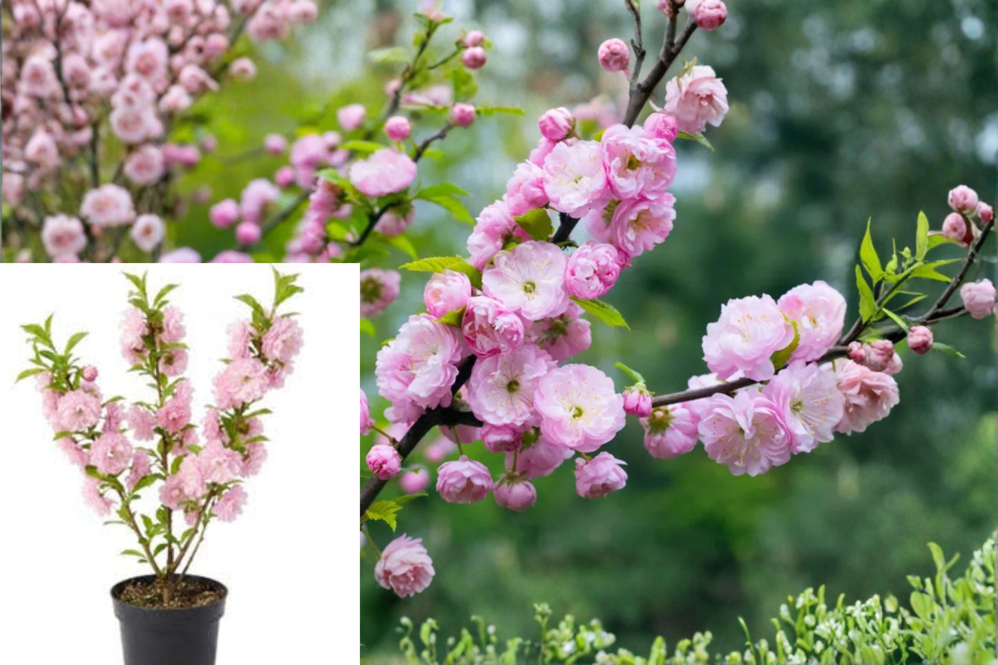 Flowering Almond Live Plant – 1 Plant in 4-Inch Pot