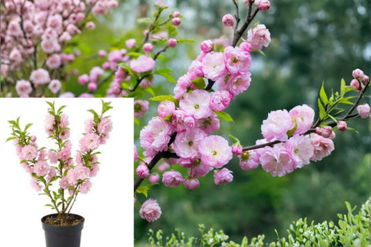 Flowering Almond Live Plant – 1 Plant in 4-Inch Pot