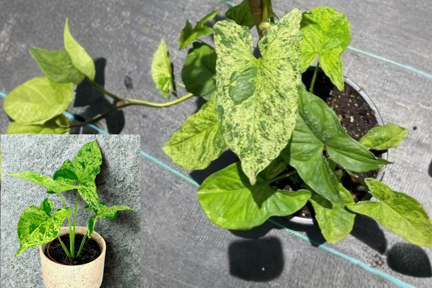 Syngonium Mojito Live Plant – 1 Plant in 4-Inch Pot – Arrowhead Plant