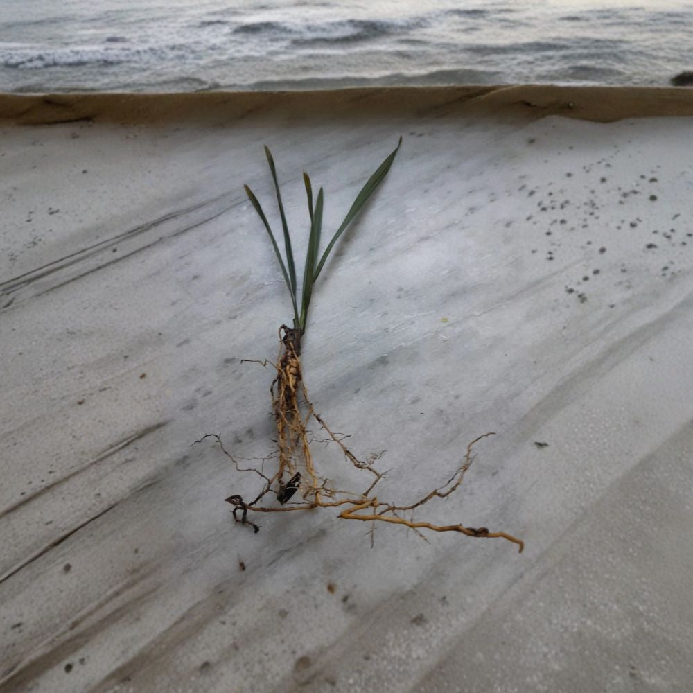 Sabal Palm Tree Sapling 2+ Years Old Cabbage Palm Texas Sabal Not Bare Root Landscaping, 8-12 inch Sabal palmetto
