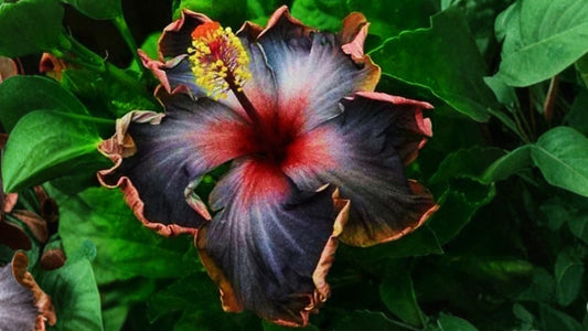 1 Madagascar Hibiscus moscheutos Starter Live Plant – Rose Mallow