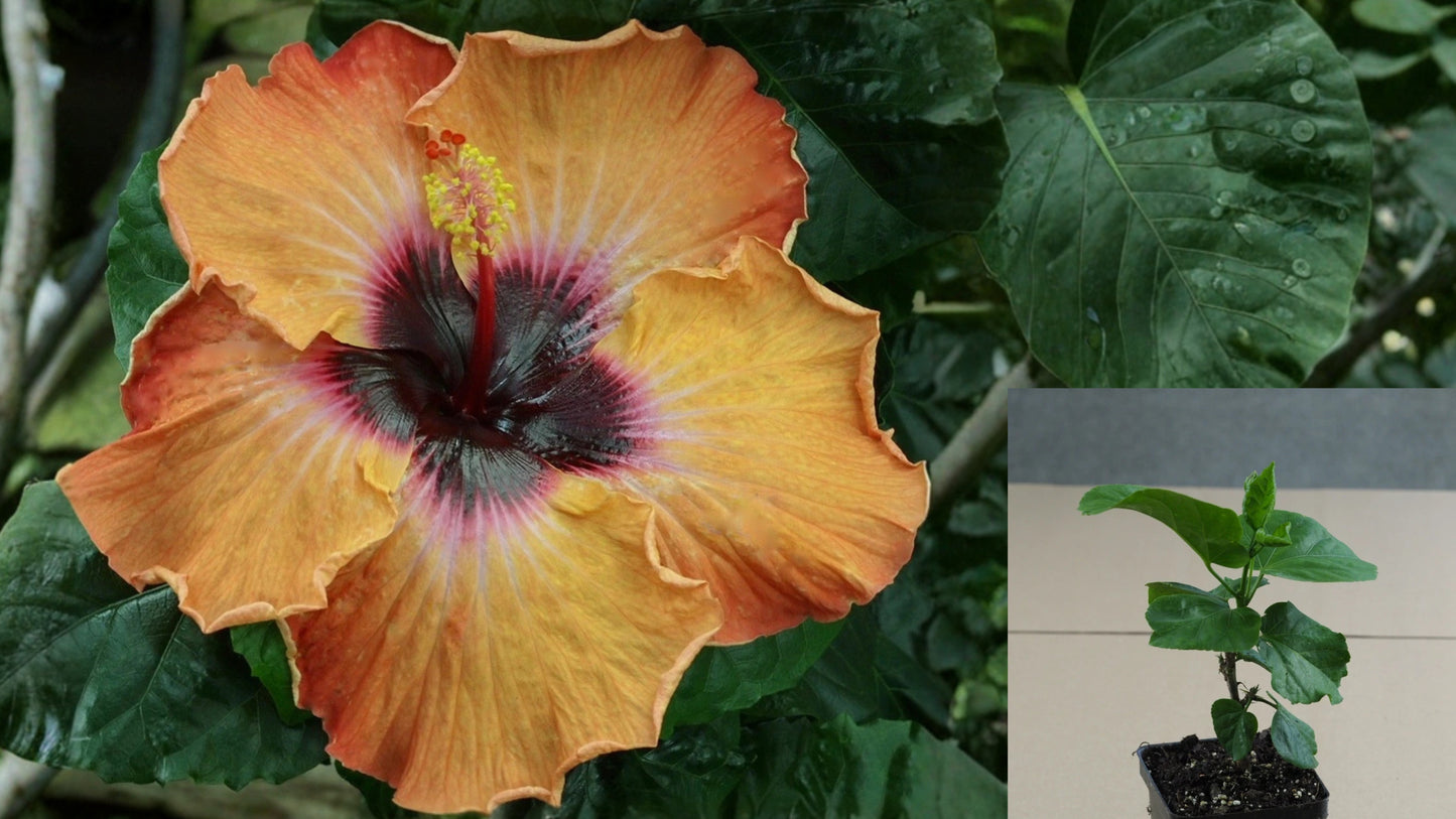 Vega Tropical Hibiscus Live Plant – 4.5-Inch Pot