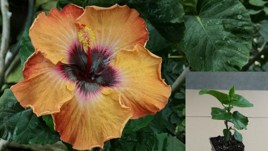 Vega Tropical Hibiscus Live Plant – 4.5-Inch Pot