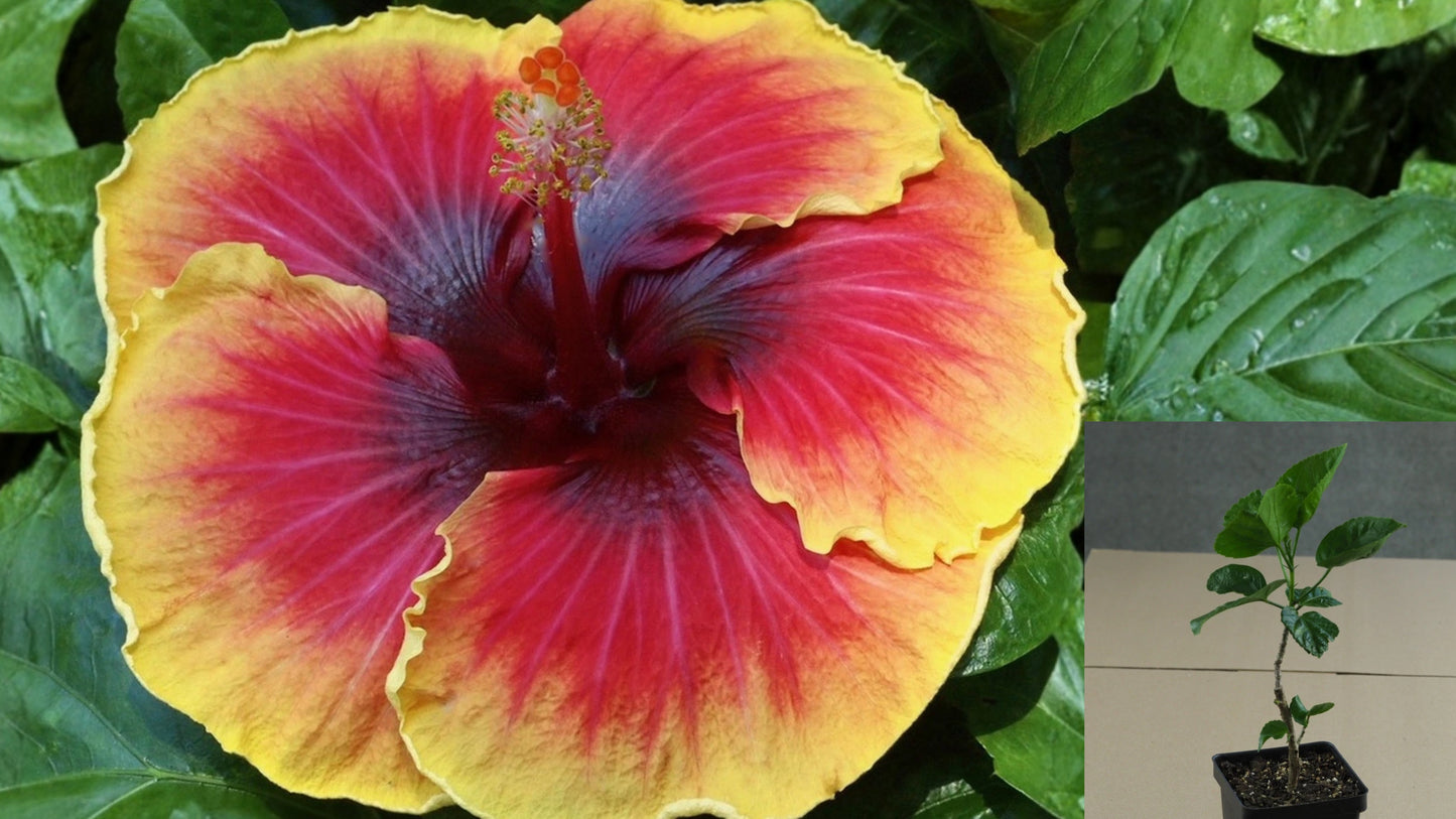 Quiet Energy Tropical Hibiscus Live Plant – 4.5 Inch Pot