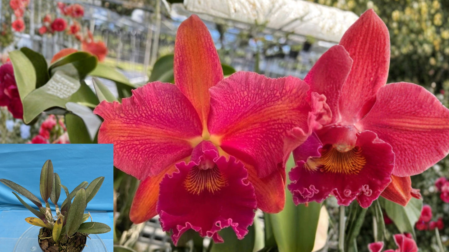 Rlc Sailor’s Delight Orchid – 7 Inch Pot – Burdekin Storm × Regal Red ‘Paradise’