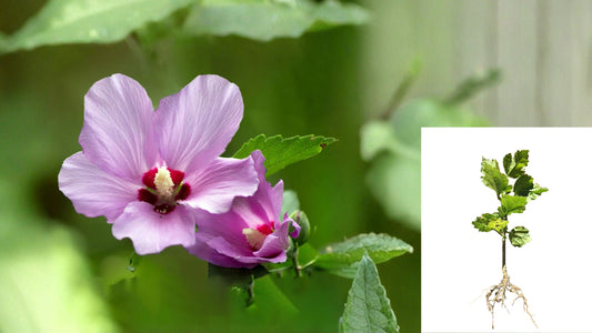 2 Rose of Sharon Hibiscus Live Rooted Plants 1 FT – Hibiscus syriacus