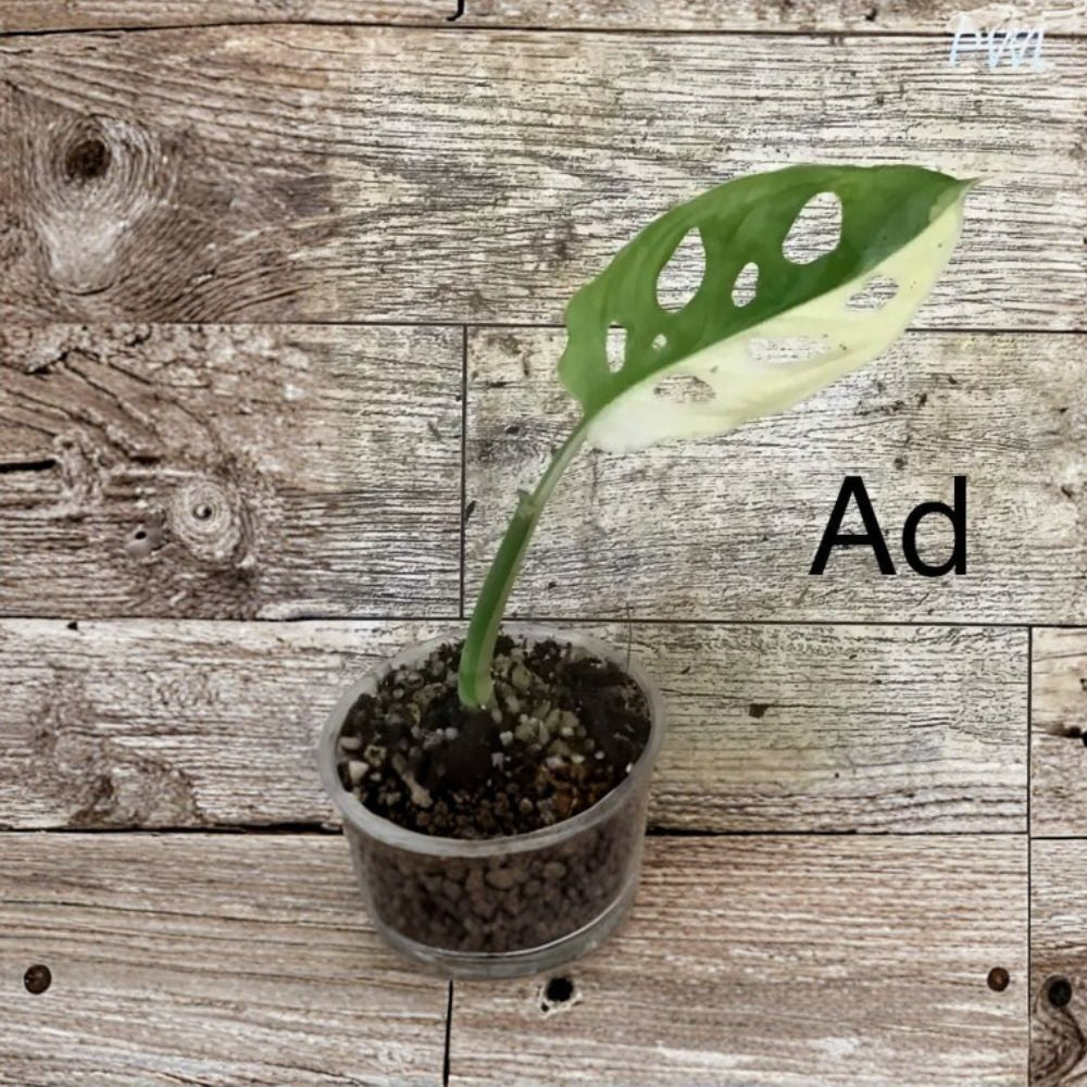 Monstera Minima Cutting 1 Plant - Rare Houseplant - Monstera Adansonii Variegata - Live Indoor Plant