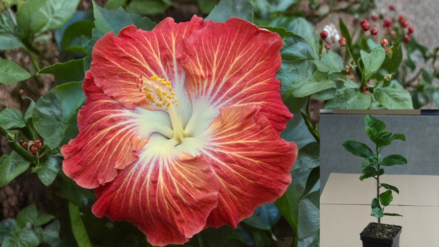 Old Spice Tropical Hibiscus Live Plant – 4.5 Inch Pot