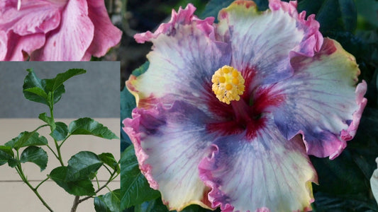 Be Mine Tropical Hibiscus Live Plant – 4.5-Inch Pot