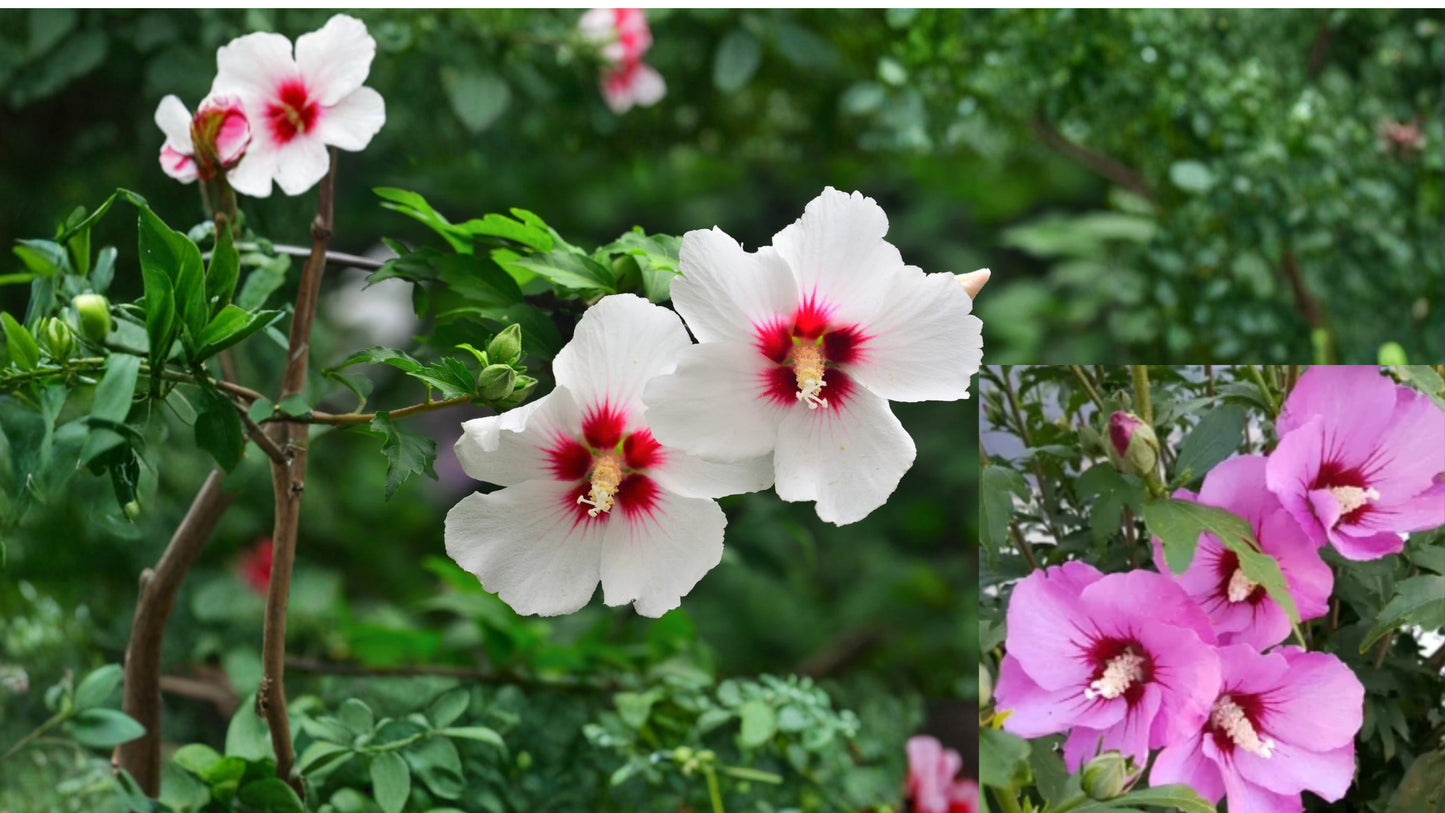 9 White & Pink Rose of Sharon Live Bare Root Plants – 4–6 Inch – Hibiscus syriacus