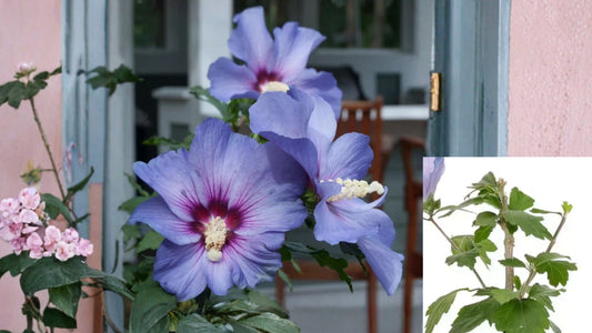 4.5 In. Qt. Azurri Blue Satin Rose of Sharon Plant – Hibiscus syriacus