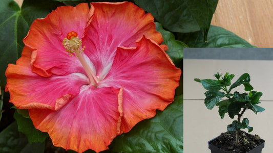 Orange Cream Dream Tropical Hibiscus Live Plant – 4.5-Inch Pot